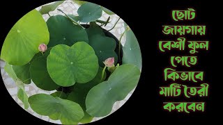 ছোট পাত্রে পদ্ম লাগাতে চাইলে কিভাবে প্রস্তুতি নেবেন