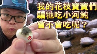 【花枝新視界】素未謀面的河豚，會否成為小花枝們群毆下的犧牲品？