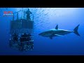 Shark-Diving Hot Spot Isla Guadalupe Permanently Closed