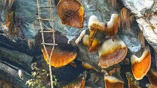 nepalese honey that makes people hallucinate - HONEY HUNTERS