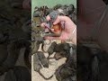 How to raise Chinese mice part 852