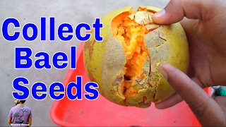 बेल पत्थर के बीज कैसे निकाले और कब उगाये /How to Collect Bael Seeds - 8th May 2017/Mammal Bonsai बेल पत्थर के बीज कैसे निकाले और कब उगाये /How to Collect Bael Seeds - 8th May 2017/Mammal Bonsai