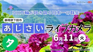 【LIVE】あじさいライブカメラ＠下田公園 夕〜第53回伊豆下田温泉あじさい祭開催中〜 2024年6月12日(水) #あじさい #紫陽花