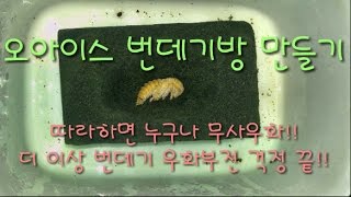 [하루]누구나 번데기방 걱정 끝!!하루가 알려주는 오아시스 인공번데기방 만들기!!