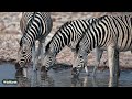 LIVE at the waterhole - 03 July 2025