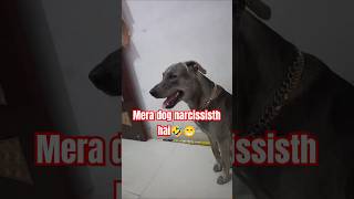 Mera dog narcissist hai😂#shorts #entertainment #viralvideo #trendingshorts #like #bts #humor #follow