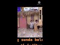 ngakak parto bahasa sunda di tes rina nose short