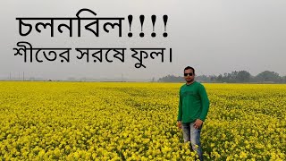 mustard flower in Bangladesh চলনবিল শীতের সরষে ফুল।চলনবিলে হলুদ সরষে ফুল