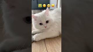 Emoji cat challenge 🐱🤍 | mmeowmmia