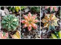 Gymnocalycium Special Collection