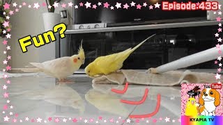 面白い可愛い動物ペットたち｜セキセイインコを羨むオカメインコ433 Cockatiel has an interest in budgie's favorite mop.