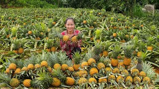 Harvesting Pineapple Goes To Market Sell | Cook delicious pineapple dishes for t