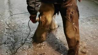 Farrier-Jack hoof trim with grinder part 1