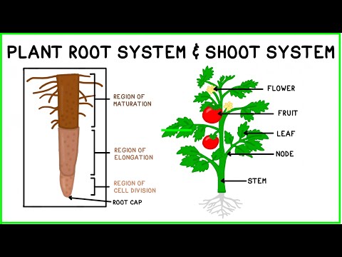 What is the root system of a plant?