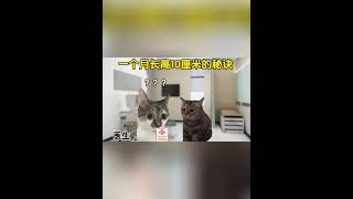 一个月竟然长高了十厘米！ #猫meme #猫meme小剧场  #funny #迷恋 #cat  #萌宠 #貓 #pets  #萌寵 #遊戲 #治癒小貓  #cute