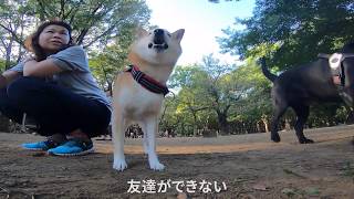 柴犬の遊ぼう【代々木公園ドッグラン】友達ができない柴犬Lonly shiba