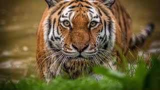 Siberian Tigers - Big Cats Wild Dcumentary (HD 1080p)