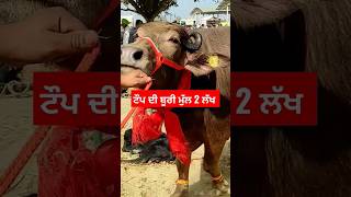 ਟੌਪ ਕੁਆਲਿਟੀ ਬੂਰੀ ਮੁੱਲ 2 ਲੱਖ #shorts #viralshorts #viralvideo