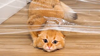 Cats vs Invisible Wall Compilation #2