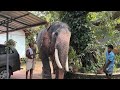 സാധുവിന്റെ തല ഇടിക്കാതെ വഴിപറഞ്ഞു കൊപ്പം ജിഷ്ണു Puthuppally Sadhu Kerala Elephant Koppam Jishnu