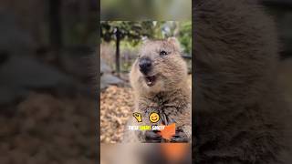 Quokka: The Happiest Animal on Earth! 😄🌍 #animalencounters #animals #epicwildlife #facts