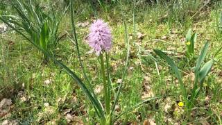 Orchis. Italica στο βελανιδοδασος Ξηρομέρου