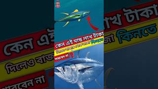 লাখ টাকা থাকলেও এই মাছকে তাজা কিনতে পারবেন না কেন😱tunafish #Banglitunafish #shortfeed #viralvideo