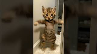 Cat Videos | Funny Cat Videos | Funny Animals #shots #animal