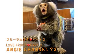 フルーツ大好き❤️パート２　Love fruits❤️part 2　コモンマーモセット common marmoset　Angie Channel 72