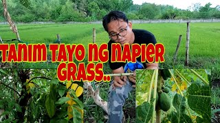 Paano magtanim ng Napier Grass.. Silipin natin ang mga tanim na papaya at kalamansi..