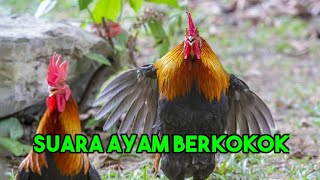 Download Lagu KUMPULAN SUARA AYAM JAGO BERKOKOK... MP3 Gratis