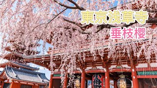 東京浅草寺｜浅草寺早咲きの枝垂れ桜｜桜満開｜Sensoji Temple the  cherry blossoms bloom｜1080P