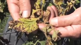 Tomato Diseases