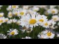 Daisies blowing in the wind