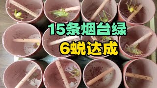 15条烟台绿蝈蝈，全部顺利6蜕！事实证明，新换的蜕皮筒没毛病！