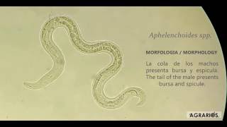 Aphelenchoides. spp. El nematodo De Las Partes Foliares /Foliar nematode Parties