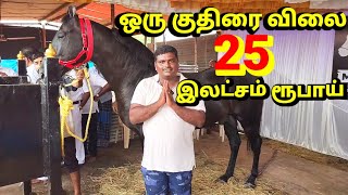 உலக புகழ் பெற்ற குதிரை சந்தை//horse show in tamilnadu.