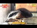 おっさん歩 京都市動物園 part 2