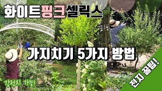 화이트핑크셀릭스 가지치기 5가지 방법 | 삼색버드나무 전지 방법 | 강전지, 둥근 수형, 기본 수형 잡기, 키자람 | 비대칭 가지 전지 | 강원도 정원 가꾸기