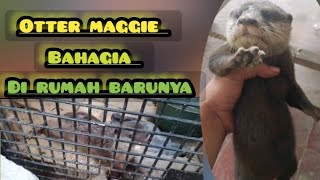 Otter maggie langsung suka dengan kandang barunya