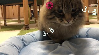 急にキレてロケット頭突きをしてくる猫　Cats suddenly get angry and hit their heads