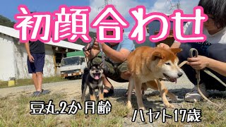 老柴犬ハヤト（17歳）と黒柴豆丸（2ヶ月齢）の初顔合わせをしました