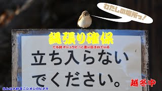 【餌探し】ニシオジロビタキ　'24.01.09【野鳥】