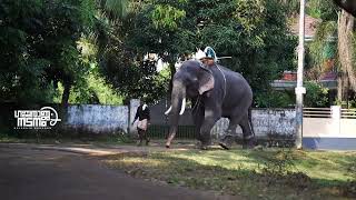 liberty unnikuttan \u0026 chandrettan #elephant #aana #aanaperuma #pooram