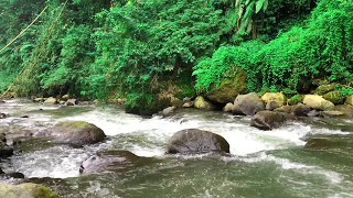 Beautiful Water Sounds of a gently flowing River for Relaxing, Sleeping, Meditation, Insomnia
