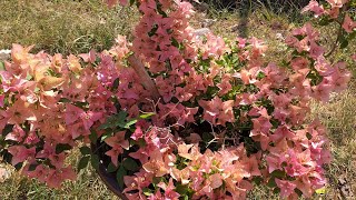 variety types of bougainvillea and its price.13 January 2020