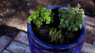 Planting Herbs in Containers for Beginners 🌿// Garden Answer