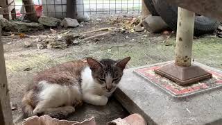 眠い子　2022年7月31日 #フィリピンの野良猫