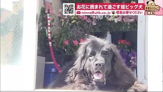 体重63キロ！ご主人のことが大好き お花屋さんのビッグな看板犬【金曜日のわんこ】 (21/04/09 19:30)