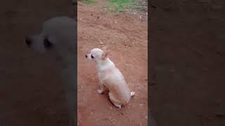 😍😘😍நாங்களும் உங்க குழந்தைங்க தான் #doglover #funnydog